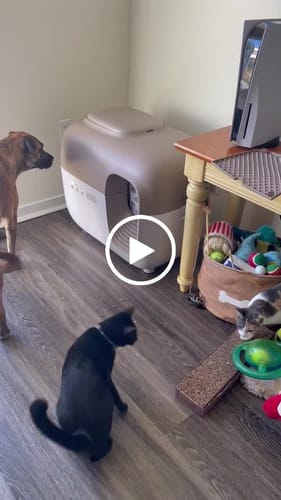 Customer video review of Self-Cleaning Litter Box