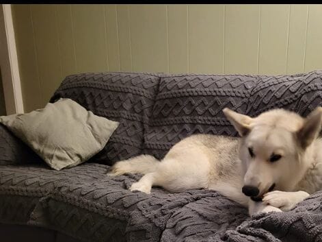 Customer photo review of Soft Shaggy Sofa Covers , Throws Blankets Sofa Slipcovers for Pets