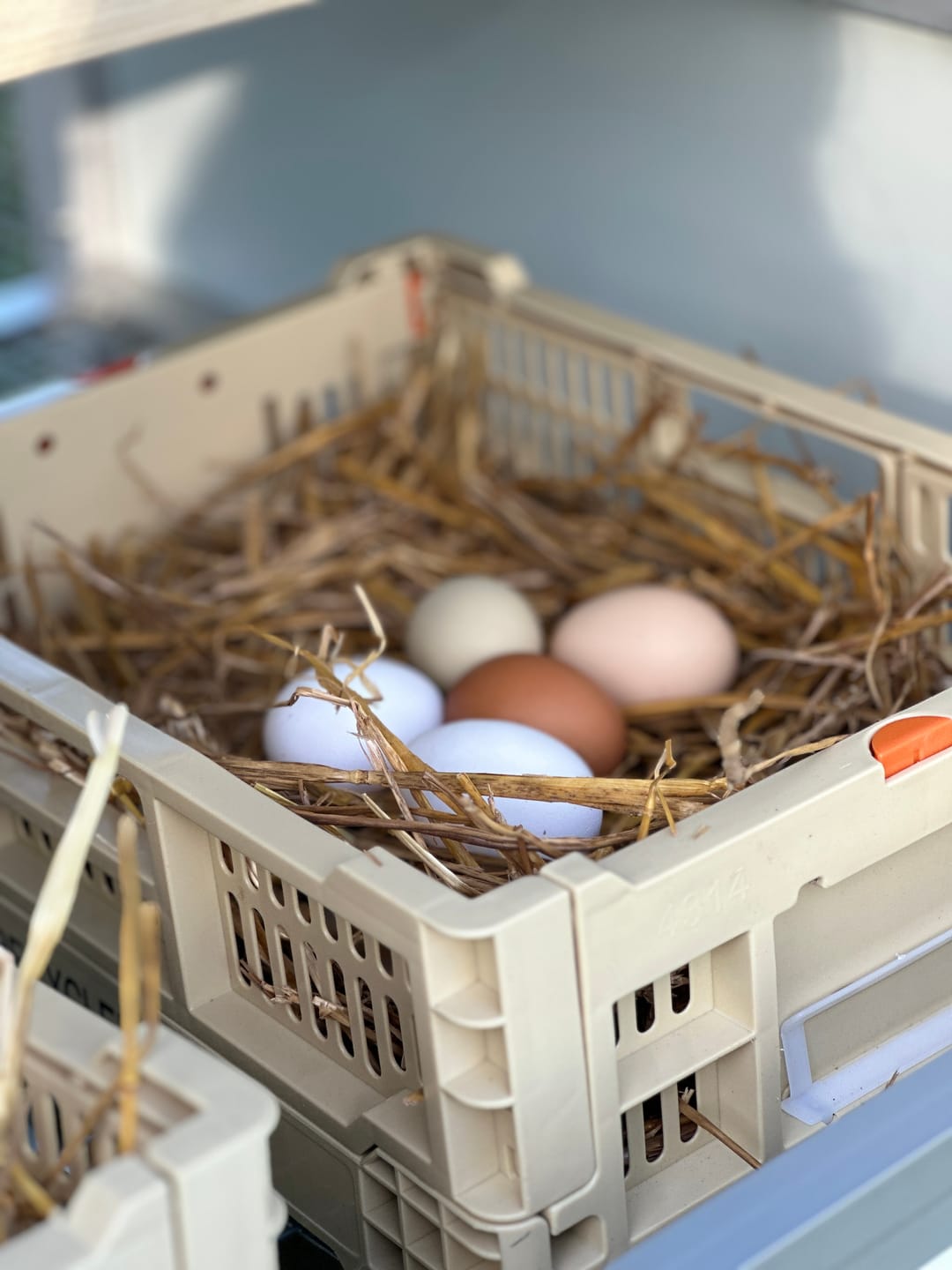 Customer photo review of Collapsible Chicken Nesting Box