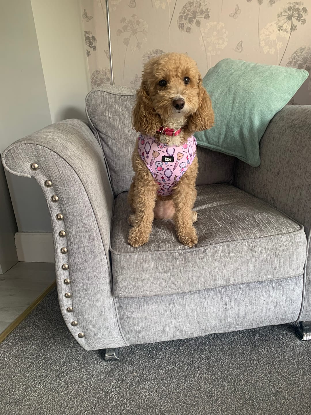 Customer photo review of Adjustable Dog Harness - Pink To Make The Boys Wink