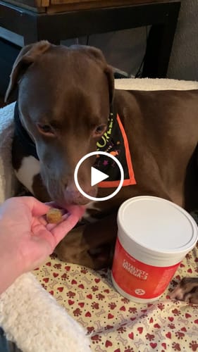 Customer video review of Catalyst Plus Ethyl Ester Omega 3 Chews for Dogs - 60 Count