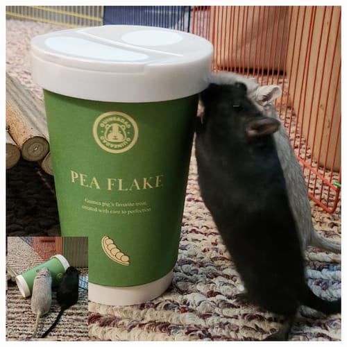 Customer photo review of Pea Flakes Treat Cup