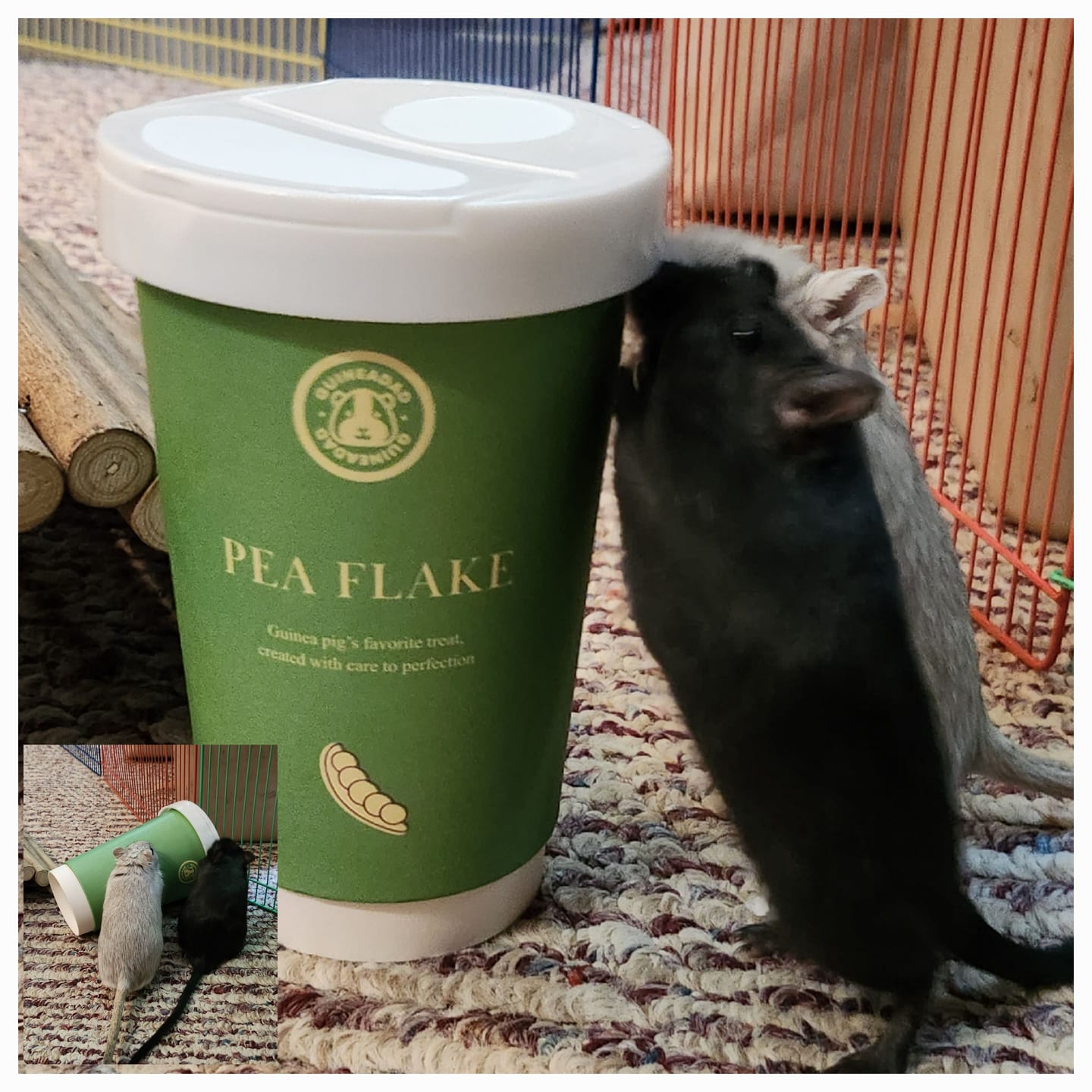 Customer photo review of Pea Flakes Treat Cup
