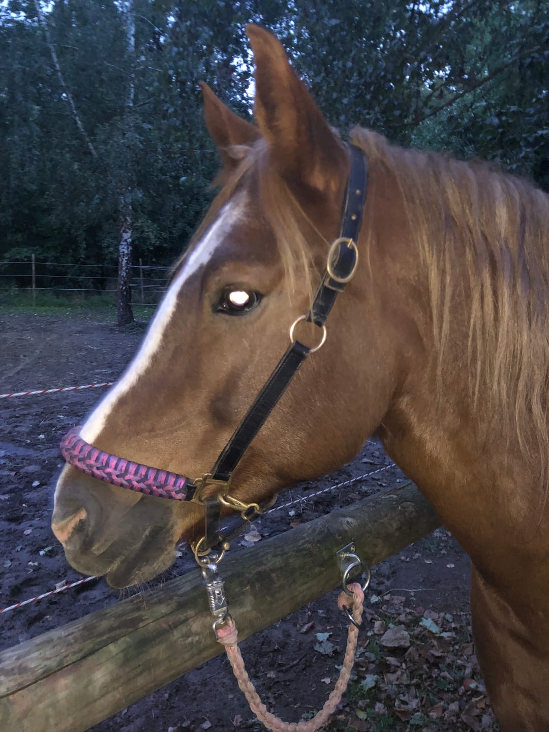Customer photo review of Kristallkraft Femmina