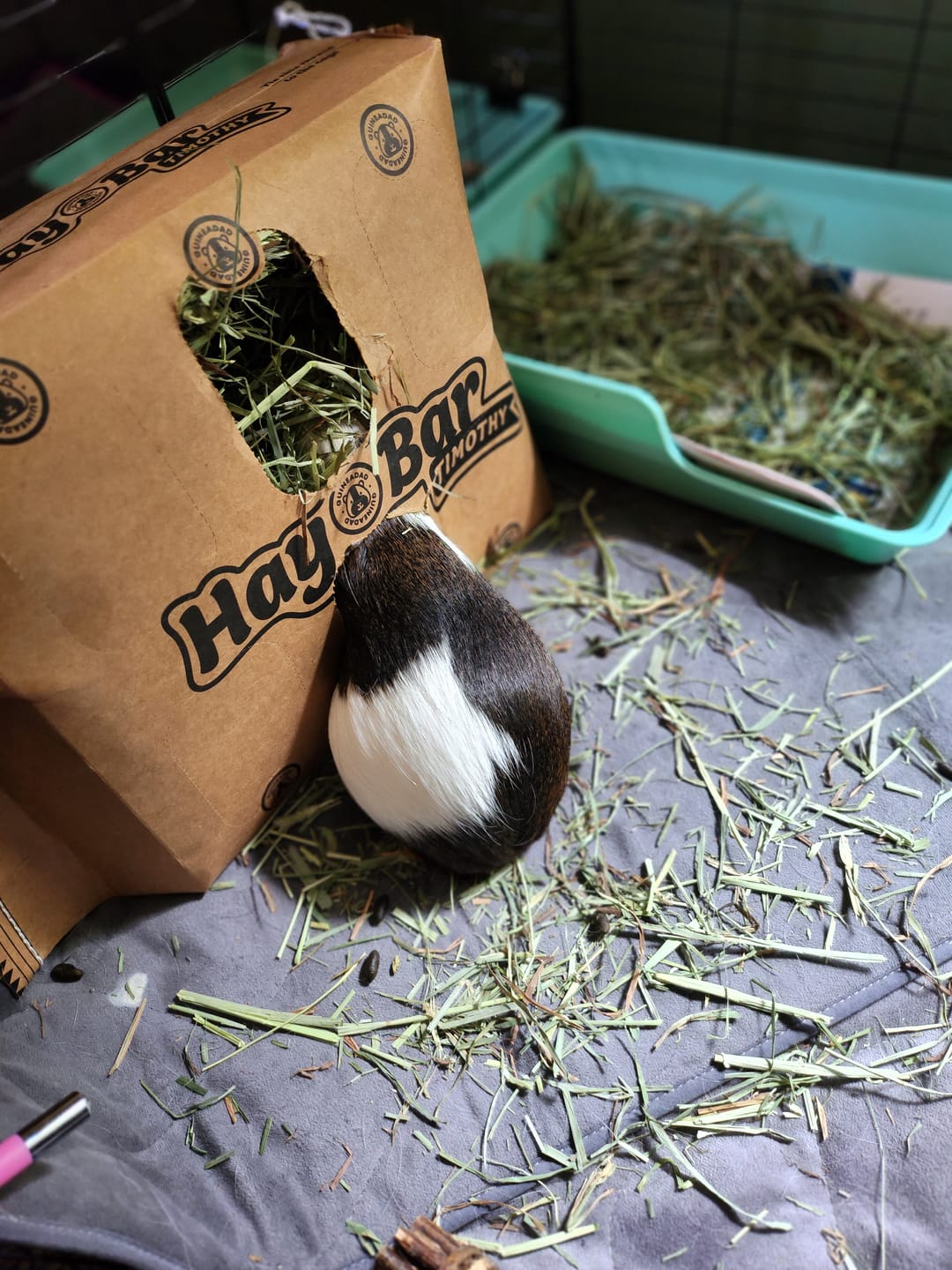 Customer photo review of Subscription Timothy Hay Bar for Guinea Pigs (5 Pack)