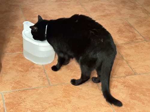 Customer photo review of Kabelloser Katzenbrunnen