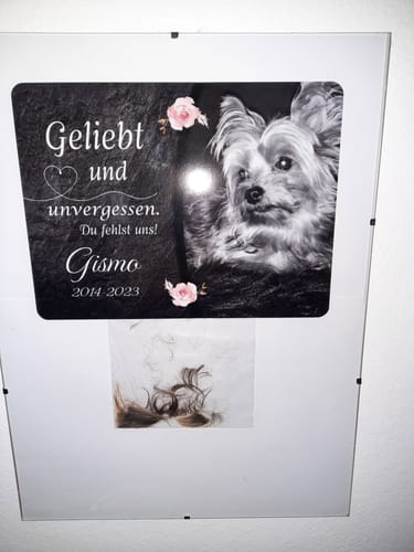 Customer photo review of Katzen Gedenktafel mit Foto & Spruch (UV- & Wetterfest)