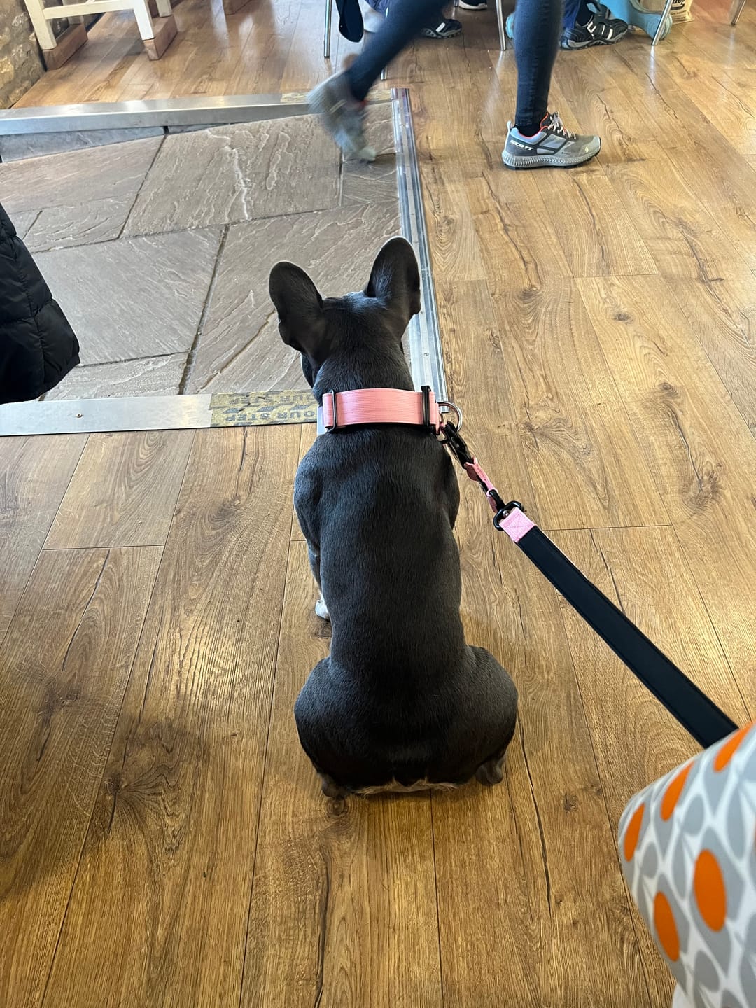 Customer photo review of 4cm Combat® Collar | With Handle & Rated Clip - Pink v2.0
