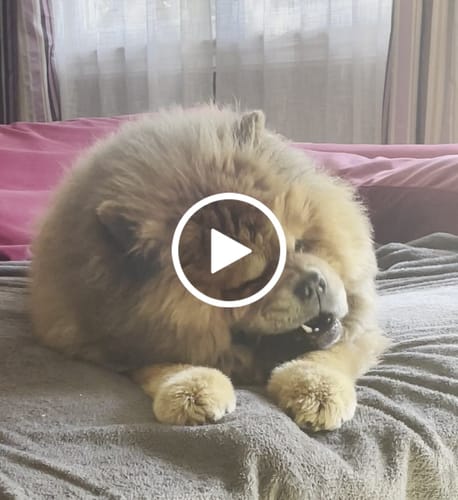 Customer video review of USA Made Turkey Tendon Chews