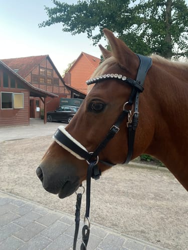 Customer photo review of Harmony Bridle - anatomische gebisslose Trense mit Crystal Stirnband