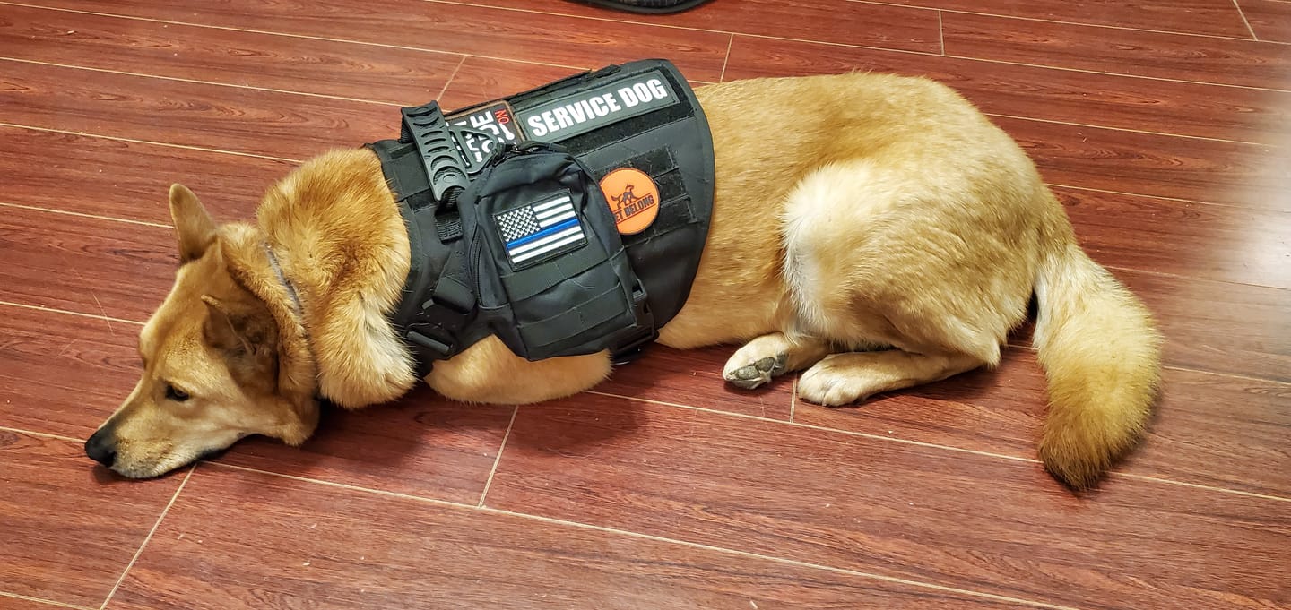 Customer photo review of Tactical No Pull Dog Harness v2