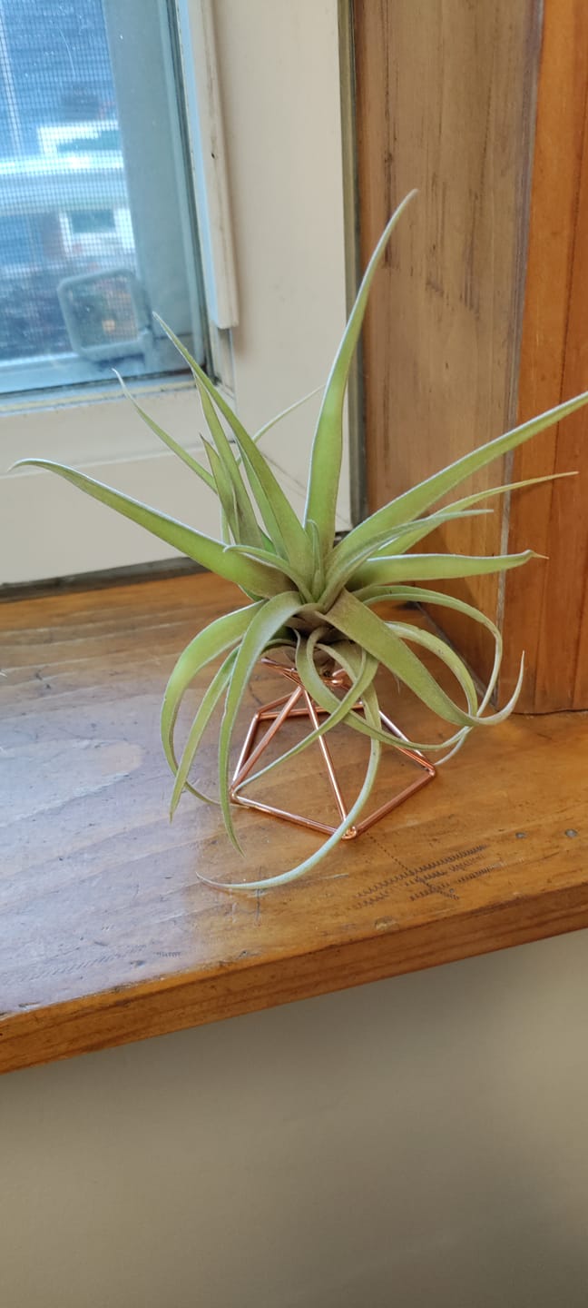 Customer photo review of Capitata  Peach  (Easy Care)