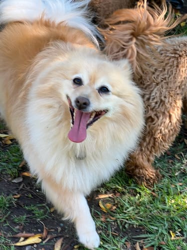 Customer photo review of Kangaroo Tendons - Natural Dental Chews!