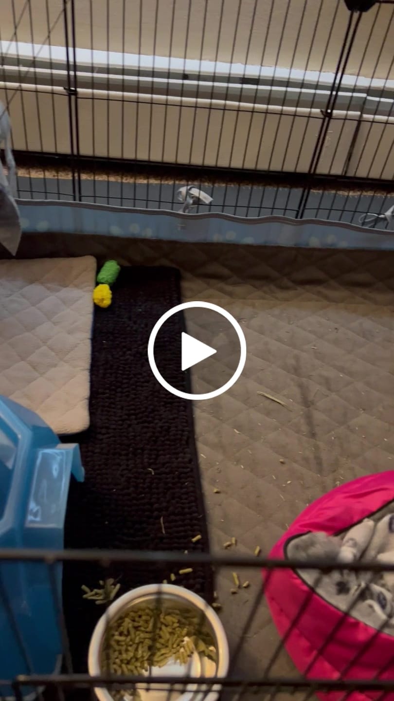 Customer video review of Premium GuineaDad Pee Pads (Pack of 5)