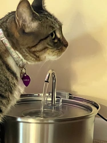 Customer photo review of The KittySpout™ - Health & Happiness Cat Kit