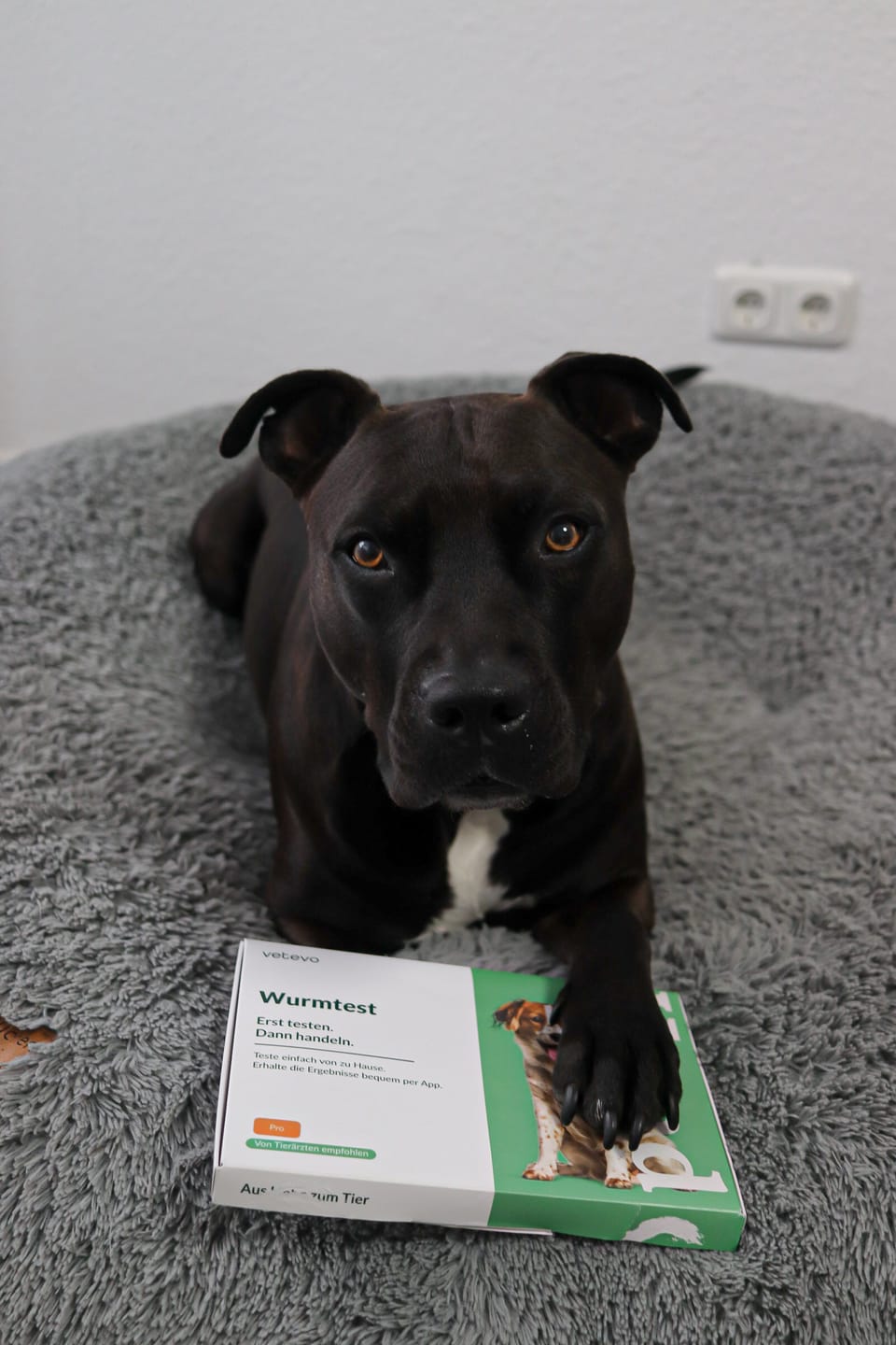 Customer photo review of Durchfalltest Hund