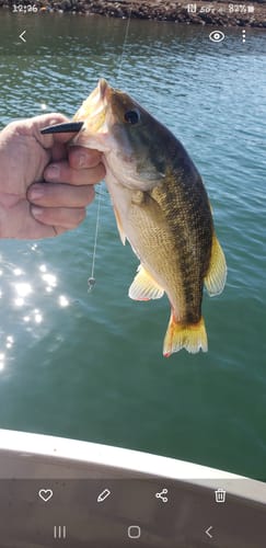 Customer photo review of 8Ft No Excuses Travel Rod with Tube Medium Action 1/2oz to 2oz