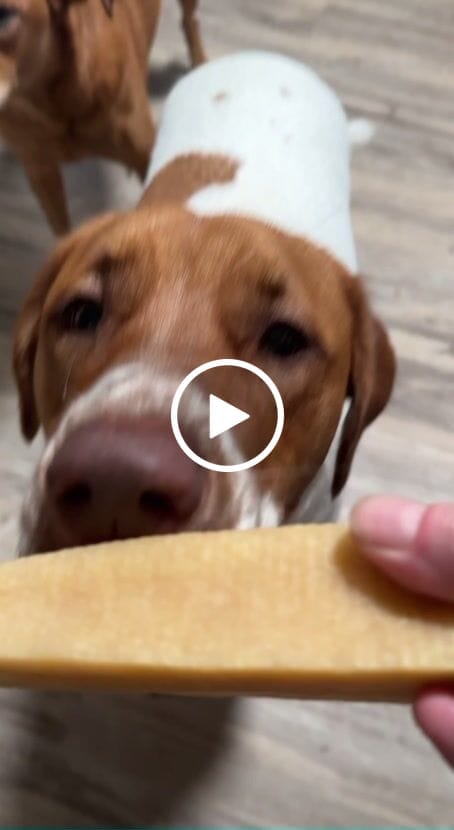 Customer video review of Himalayan Yak Cheese Chew Dog Treat
