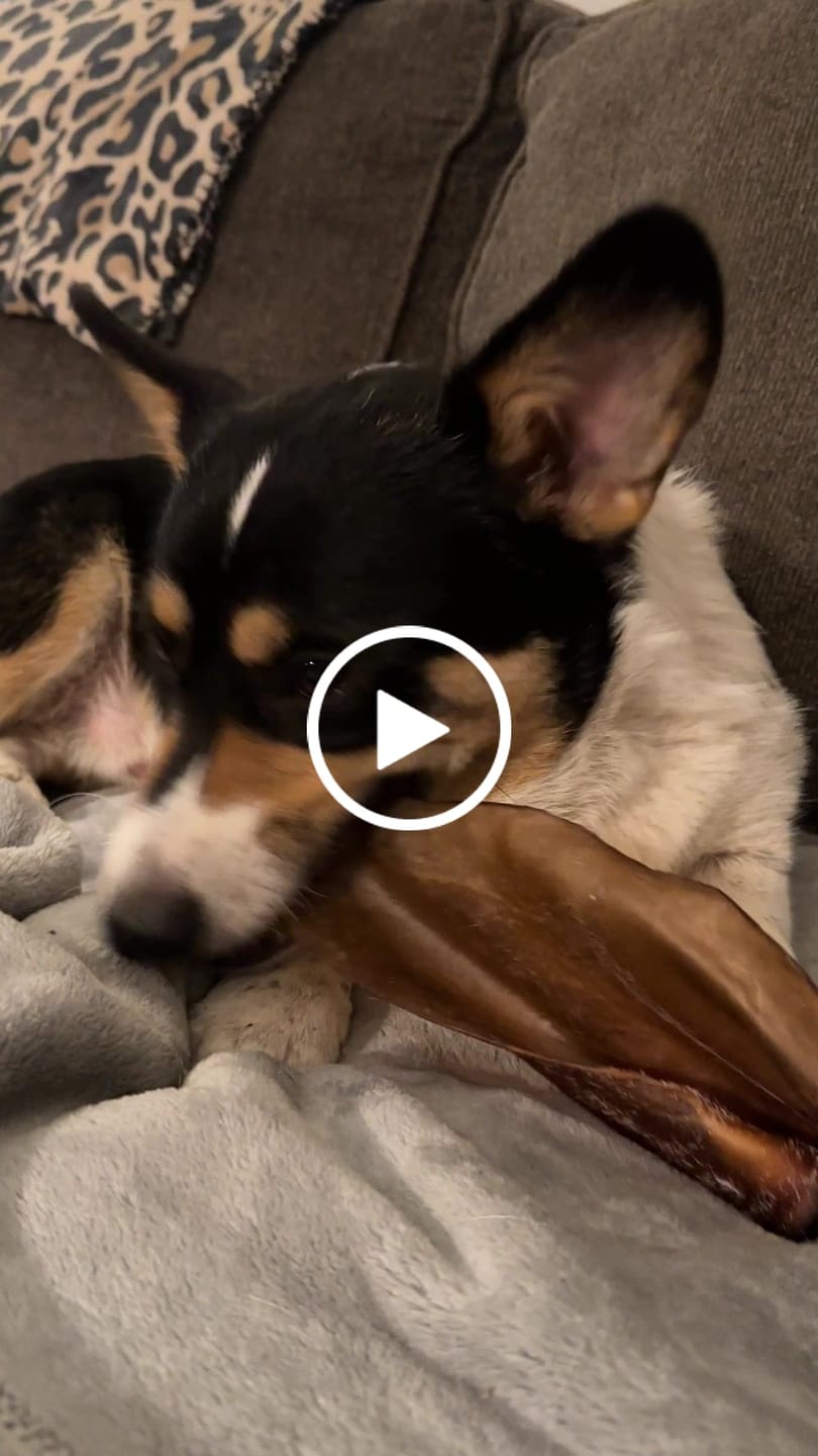 Customer video review of Cow Ears