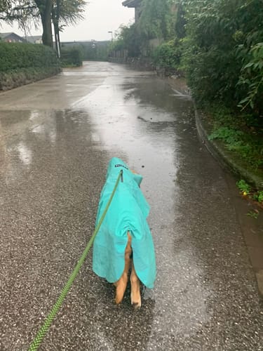 Customer photo review of Visibility Raincoat Emerald for Dogs