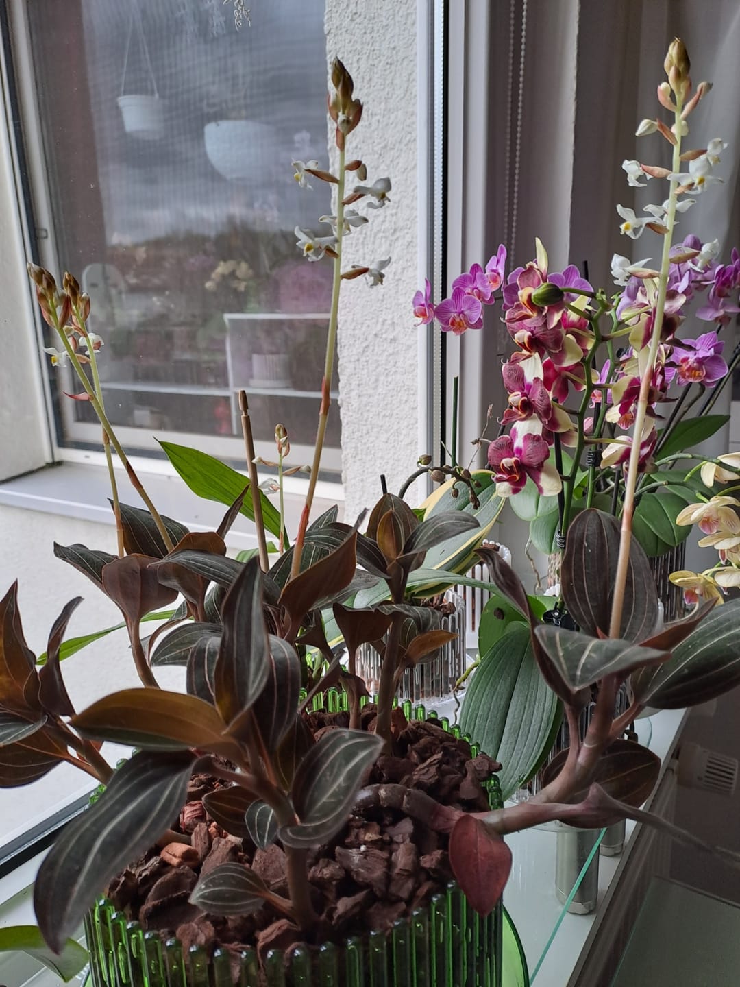 Customer photo review of Juwelorchidee Ludisia discolor