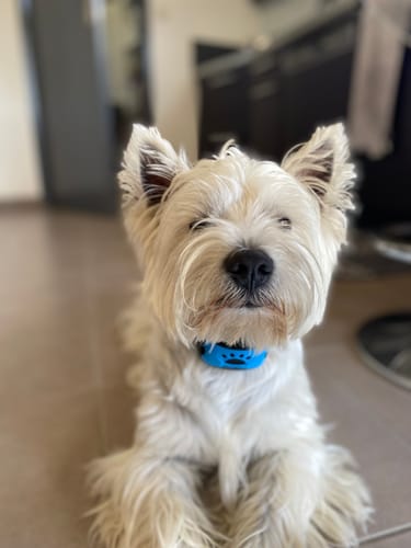 Customer photo review of Collier Anti Aboiement PuppySafe