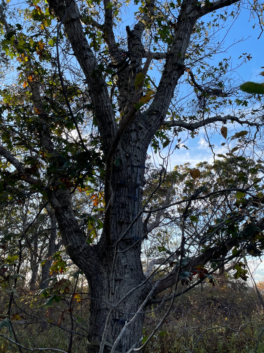 Customer photo review of D'Acquisto Series Hang-On .5 / Public Land Stand ™