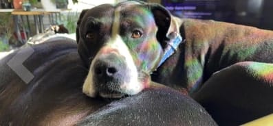 Customer photo review of Bark Free SONIC BOOM Pro - 50% OFF Today Only