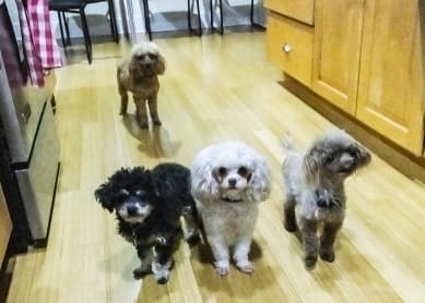 Customer photo review of Bark Free SONIC BOOM Pro - 50% OFF Today Only