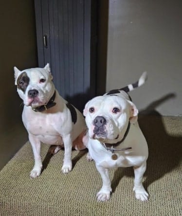Customer photo review of Bark Free SONIC BOOM Pro - 50% OFF Today Only