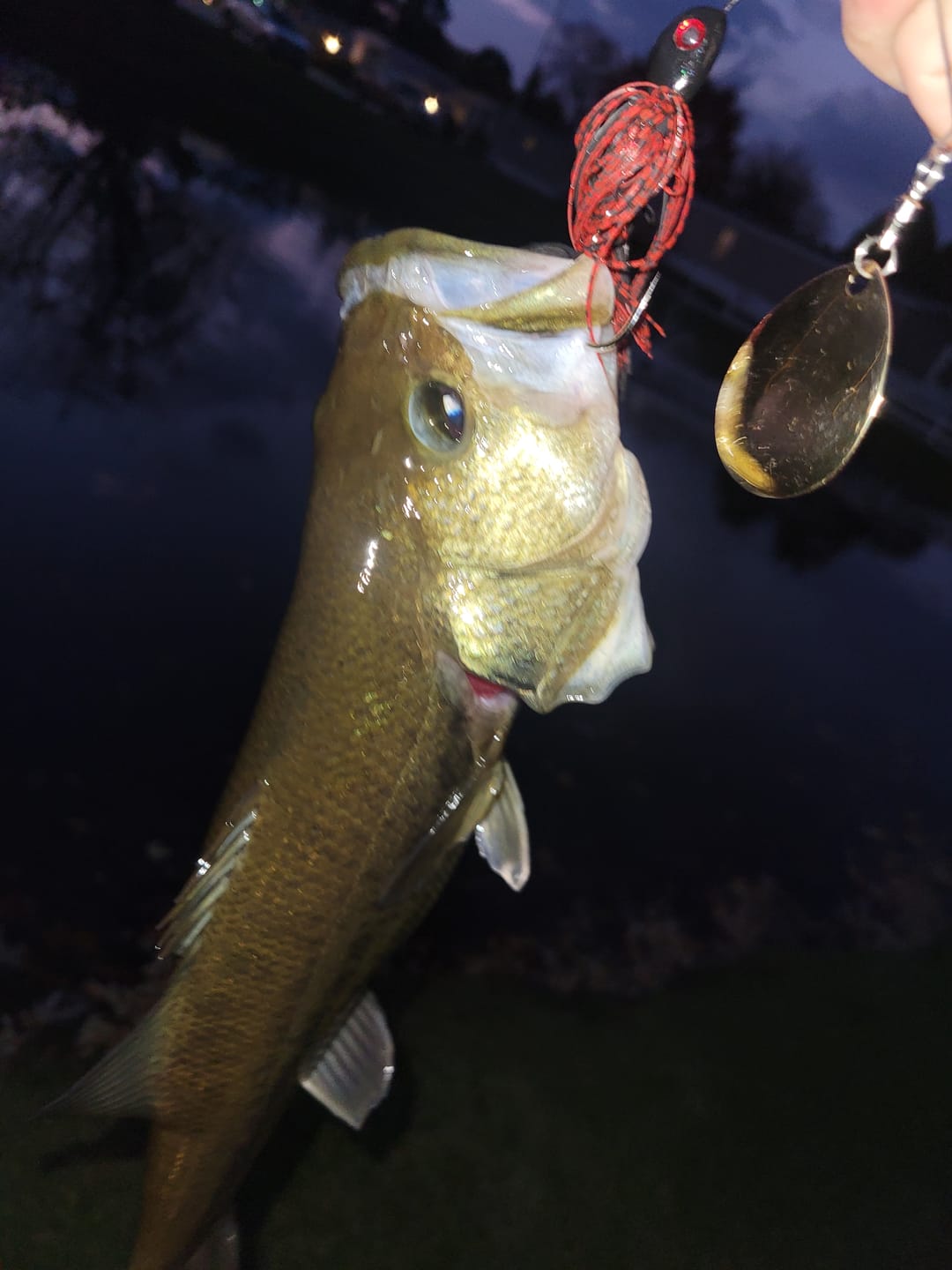 Customer photo review of Pulse Fish Lures Night Vibez Spinnerbaits