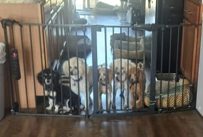 Customer photo review of Bark Free SONIC BOOM Pro - 50% OFF Today Only
