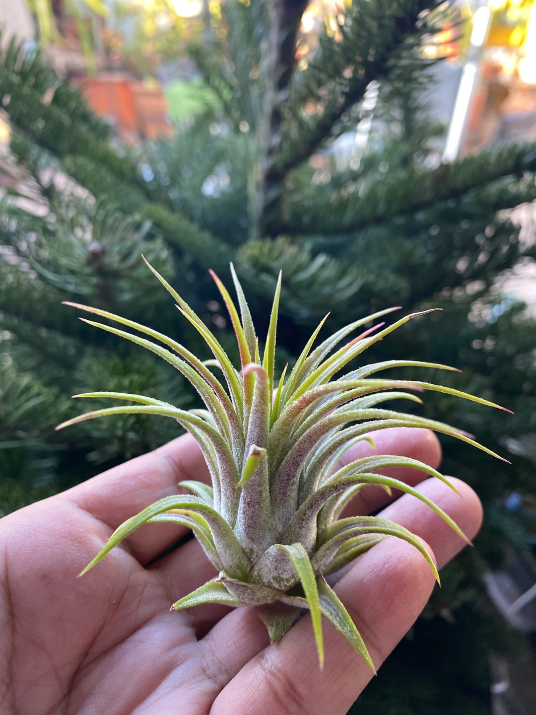 Customer photo review of Wholesale Ionantha Guatemala Medium  (Minimum Order 10)