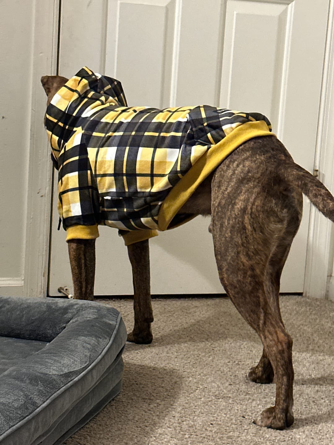 Customer photo review of Yellow Plaid Human Hoodie