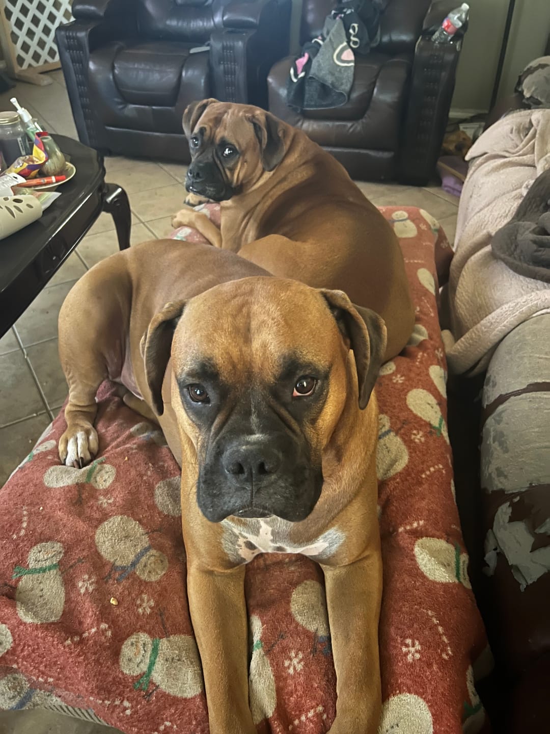 Customer photo review of 12 Inch Beef Jerky Stick