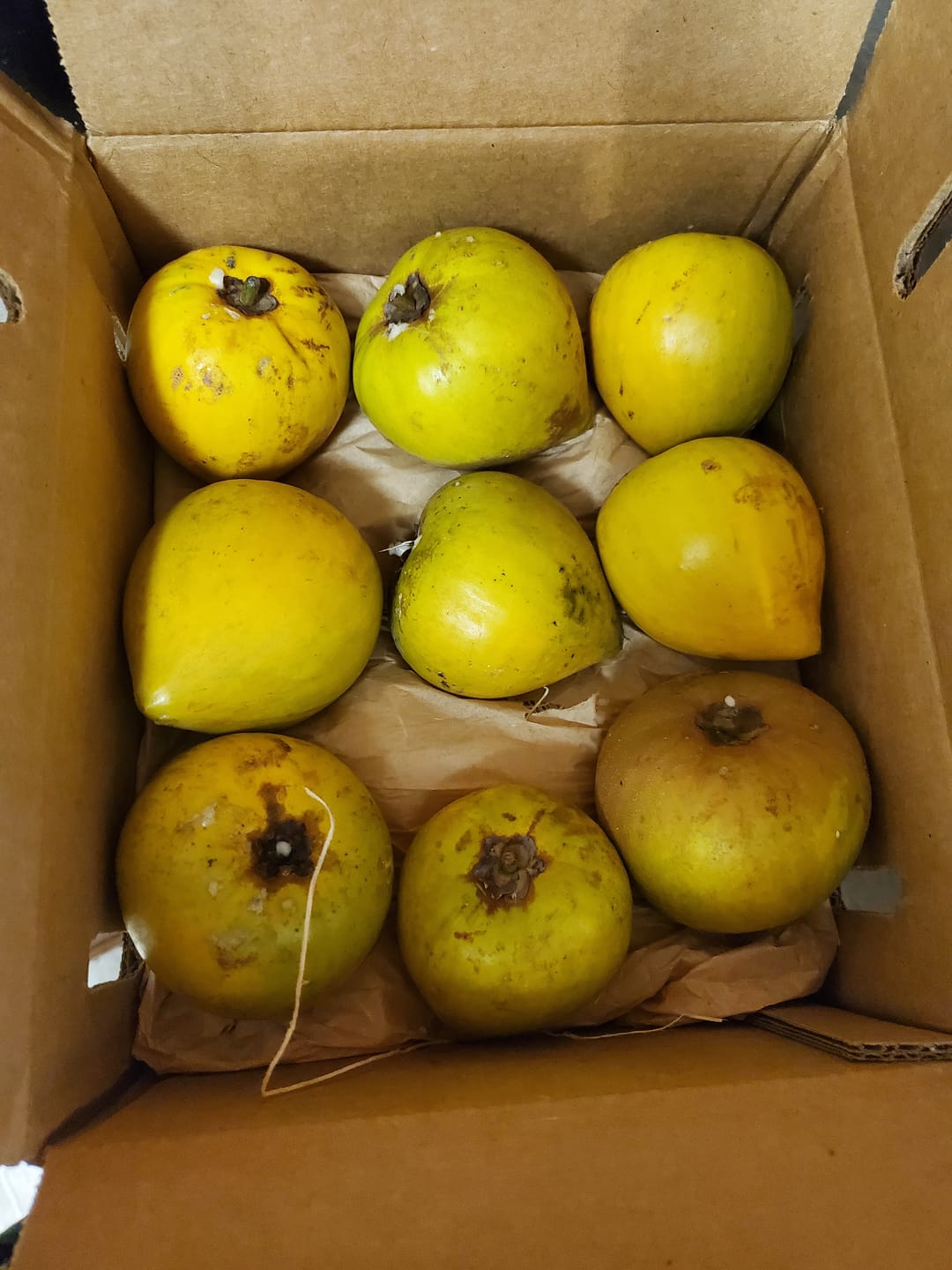 Customer photo review of Eggfruit (Canistel) Box *Pre-Order*