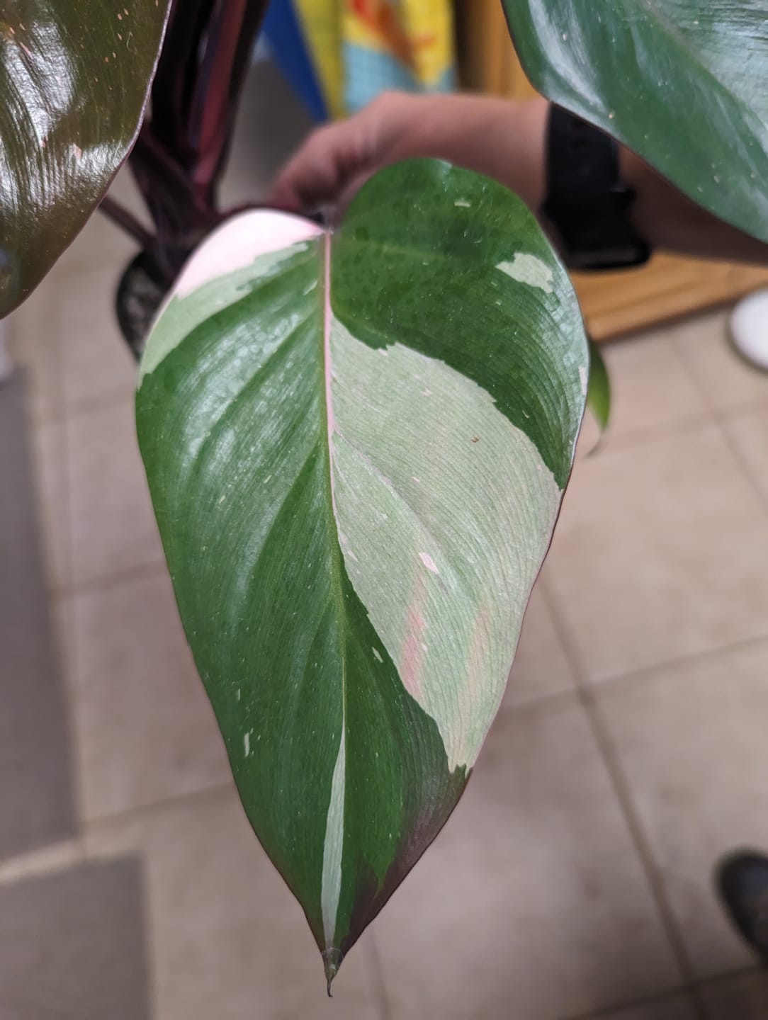 Customer photo review of Philodendron Pink Princess - 4"