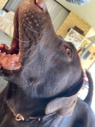 Customer photo review of PaWz Dog Summer Cooling Mat