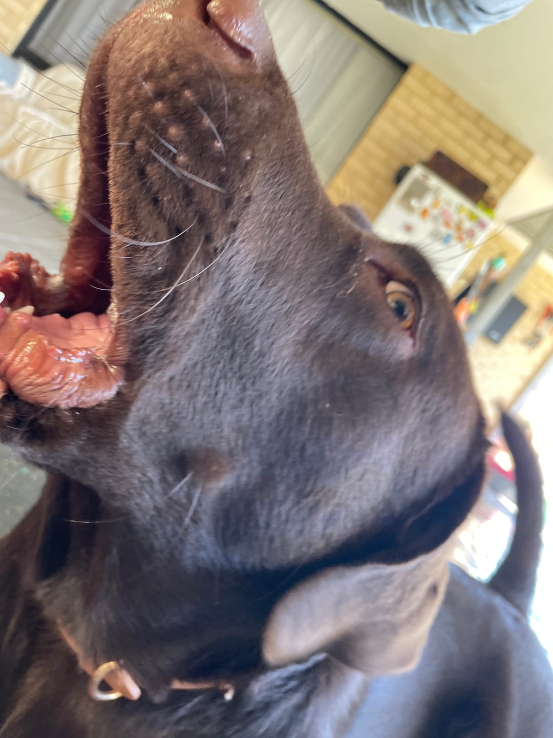 Customer photo review of PaWz Dog Summer Cooling Mat