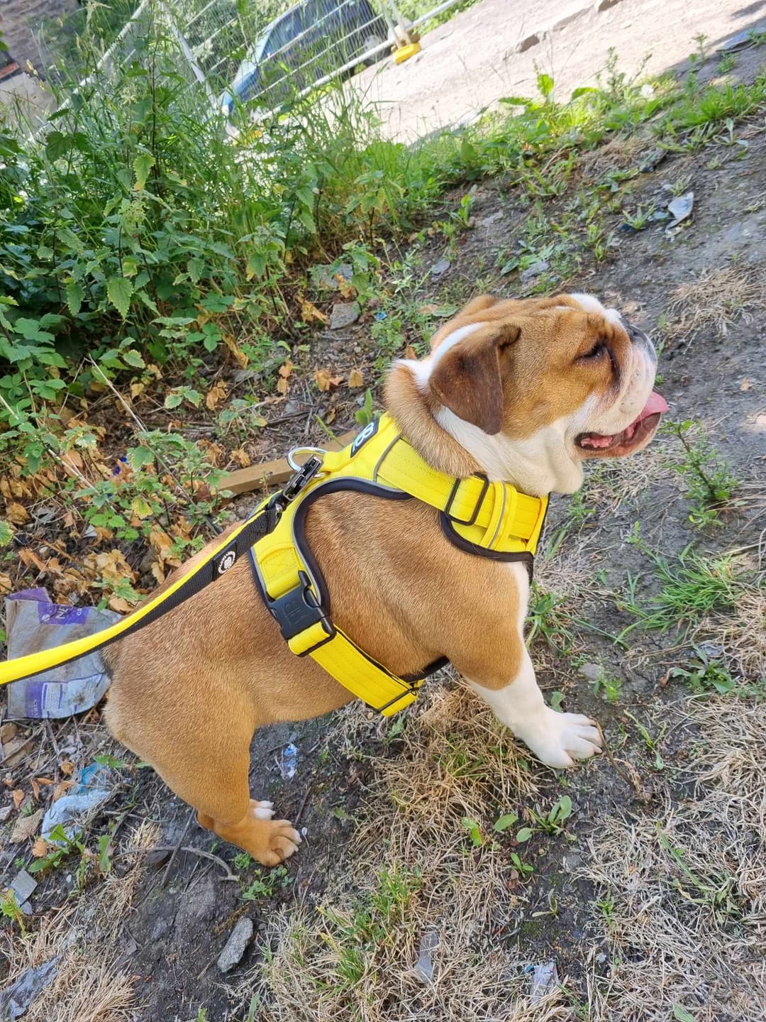Customer photo review of Premium Comfort Harness | Non Restrictive & Adjustable - Purple