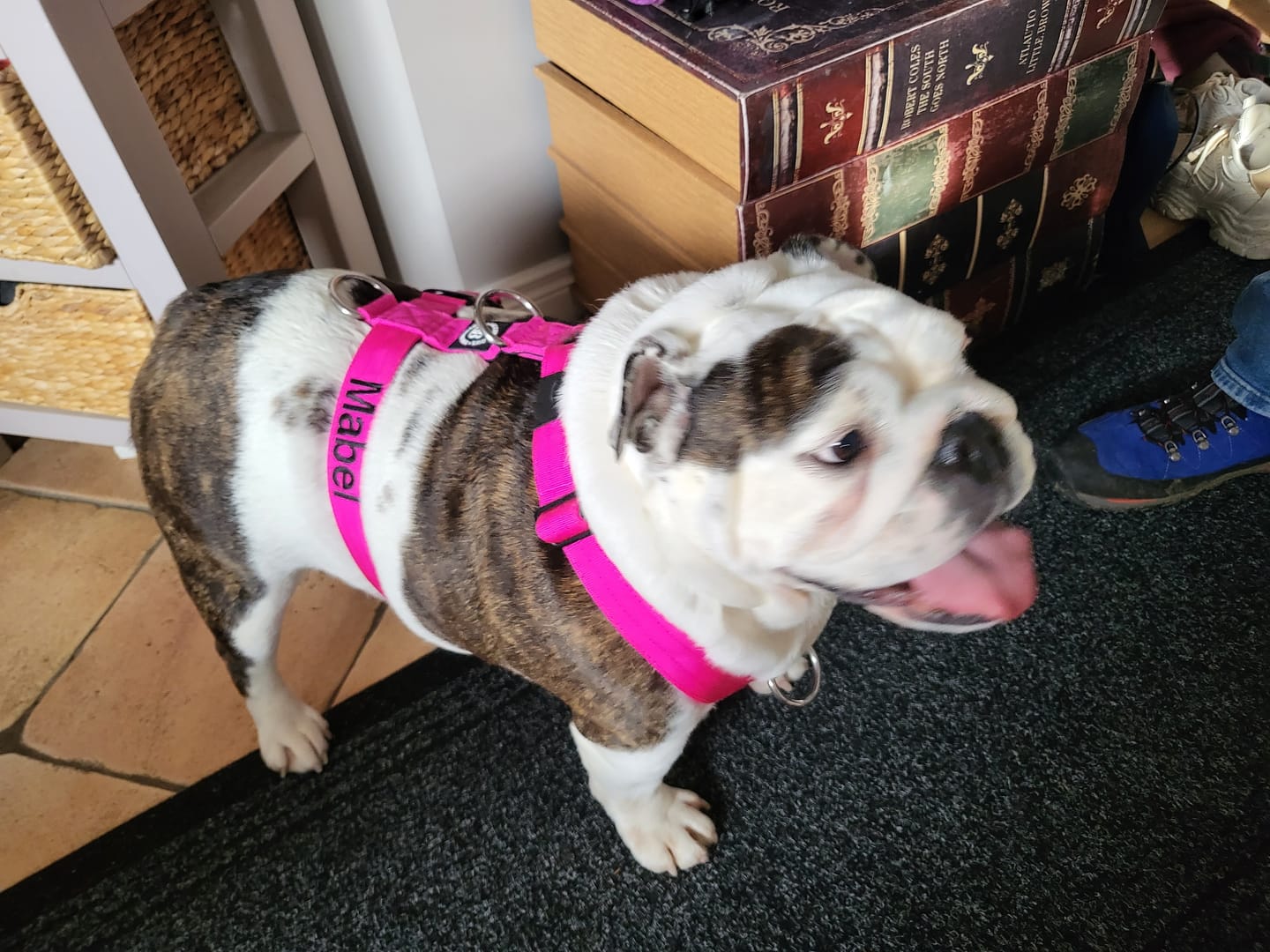 Customer photo review of 1.4m Swivel Combat Lead | Neoprene Lined, Secure Rated Clip with Soft Handle - Magenta
