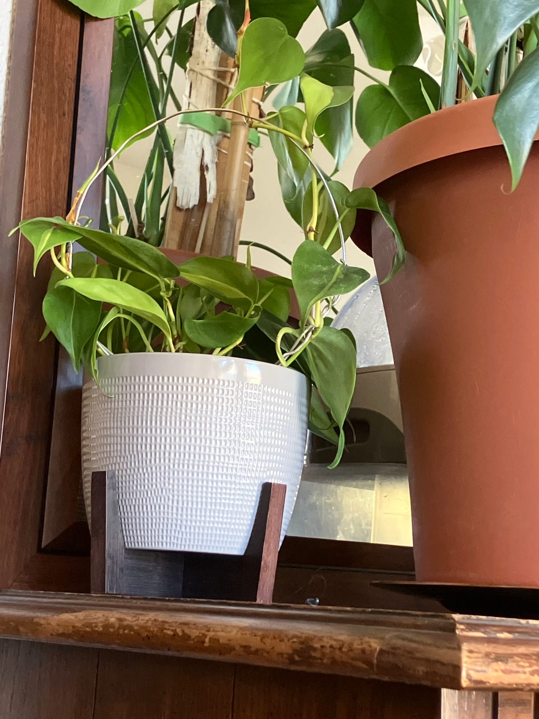Customer photo review of Philodendron hederaceum 'Brasil'