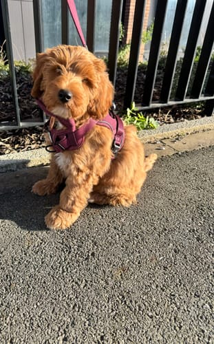 Customer photo review of Trail & Glow® Dog Harness Bundle Set - Mulberry Tweed