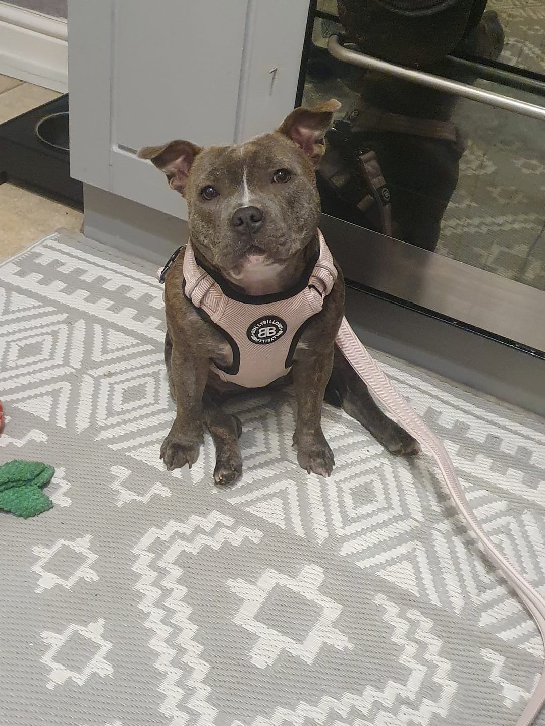 Customer photo review of Premium Comfort Herringbone Harness | Non Restrictive & Adjustable - Soft Pink