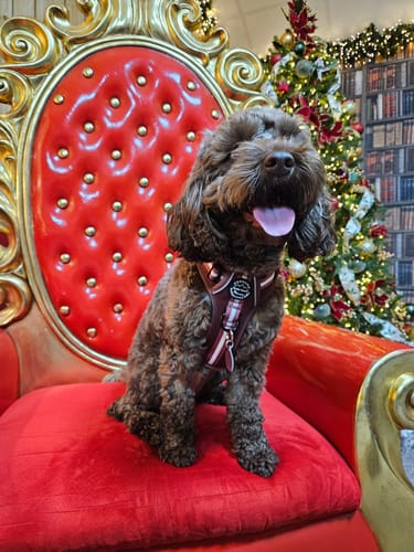 Customer photo review of Essentials Harness - Mulberry