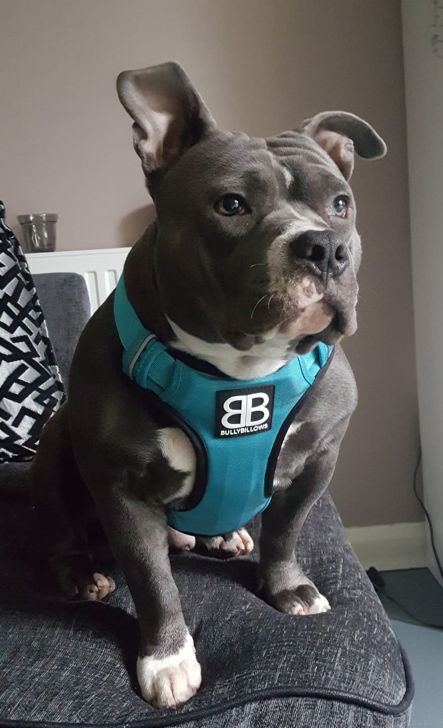 Customer photo review of Premium Comfort Harness | Non Restrictive & Adjustable - Light Blue