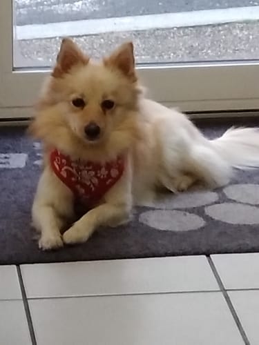 Customer photo review of Collier Anti Aboiement PuppySafe