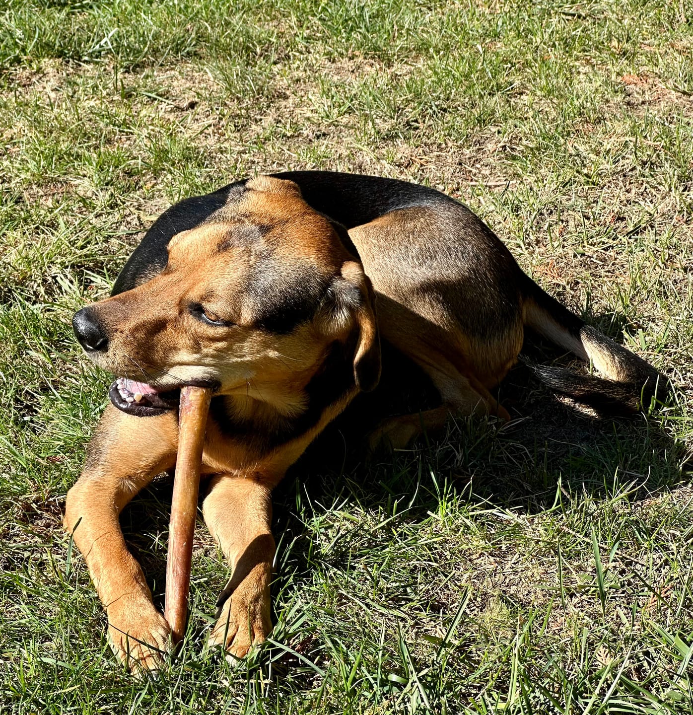 Customer photo review of 12 Inch Standard Braided Bully Stick