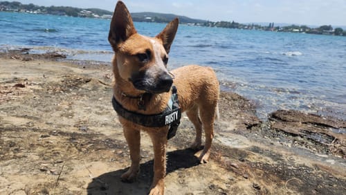 Customer photo review of Dog Harness | 35% Off