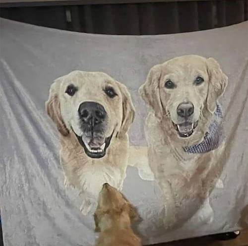 Customer photo review of Custom Pet Blanket